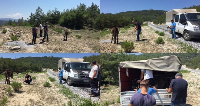 Dağlık alana terk edilen sahipsiz ‘kara kaçan’a Milas Belediyesi sahip çıktı...