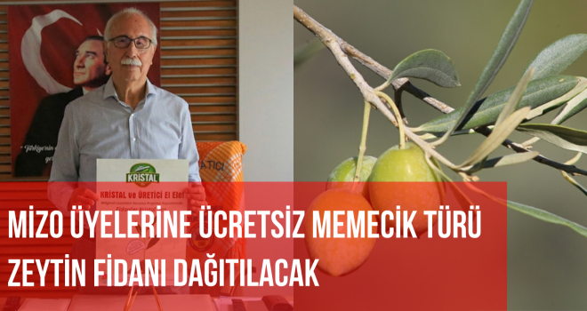 MİZO ÜYELERİNE ÜCRETSİZ MEMECİK TÜRÜ ZEYTİN FİDANI DAĞITILACAK