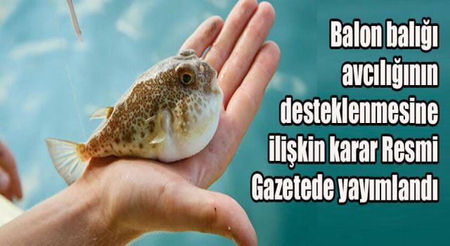 Balon balığı avcılığının desteklenmesine ilişkin karar Resmi Gazetede yayımlandı