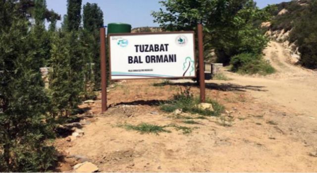 “DAVAYI TUZABAT BAL ORMANLARINDAKİ TÜM CANLILAR KAZANDI…