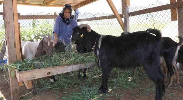 KIL KEÇİSİ PROJESİ İÇİN SON BAŞVURU 15 EYLÜL’E UZATILDI