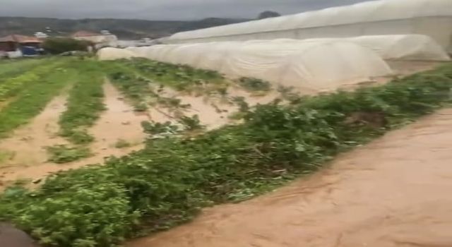 MİLAS’TA AŞIRI YAĞIŞLAR TARIM ARAZİLERİNE ZARAR VERDİ