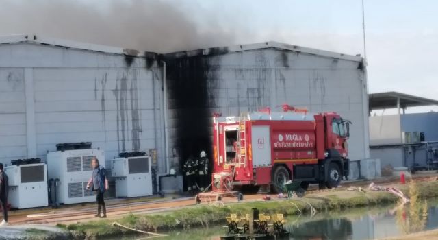 Milas’taki Yavru Balık Tesisinde Büyük Yangın: Milyonlarca Balık Zarar Gördü