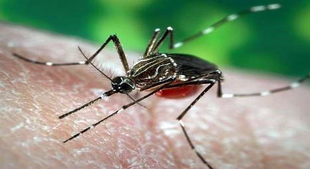Milas’ta istilacı sivri sinek tehlikesi!