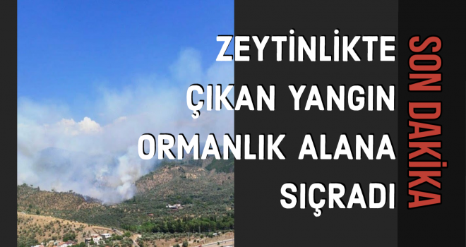 ZEYTİNLİKTE ÇIKAN YANGIN ORMANLIK ALANA SIÇRADI