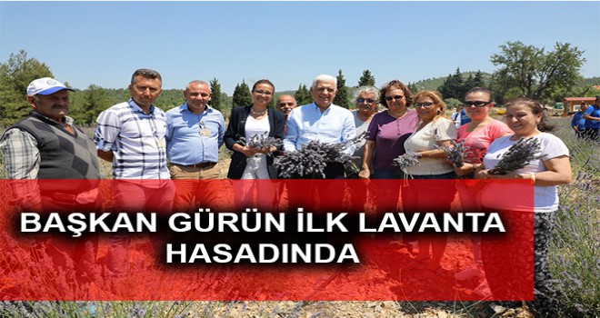 BAŞKAN GÜRÜN İLK LAVANTA HASADINDA