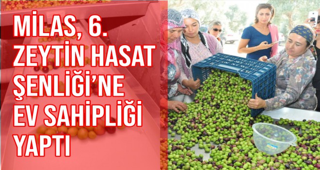 Milas, 6. Zeytin Hasat Şenliği'ne ev sahipliği yaptı