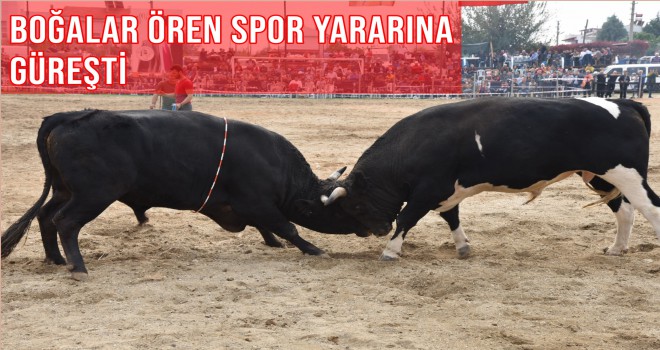 BOĞALAR ÖREN SPOR YARARINA GÜREŞTİ