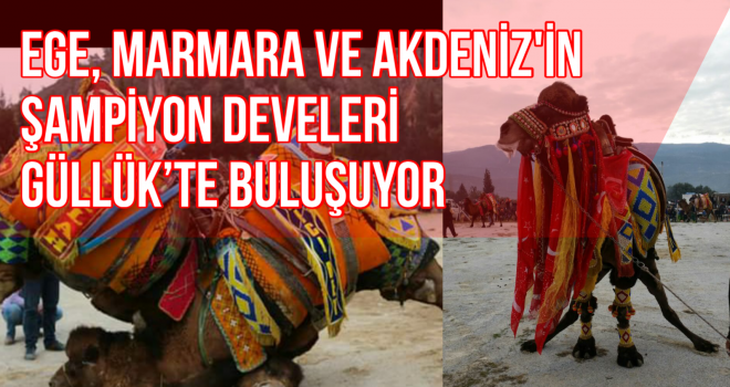 EGE, MARMARA VE AKDENİZ'İN ŞAMPİYON DEVELERİ GÜLLÜK'TE BULUŞUYOR