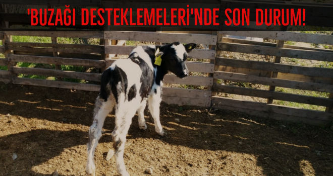 'Buzağı Desteklemeleri'nde son durum!