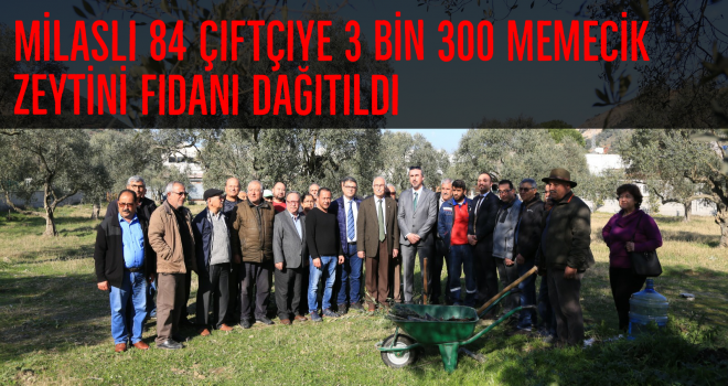 Milaslı 84 çiftçiye 3 bin 300 memecik zeytini fidanı dağıtıldı