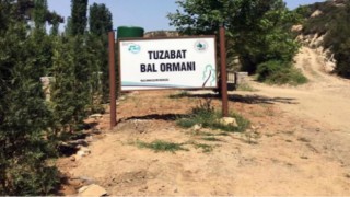 “DAVAYI TUZABAT BAL ORMANLARINDAKİ TÜM CANLILAR KAZANDI…