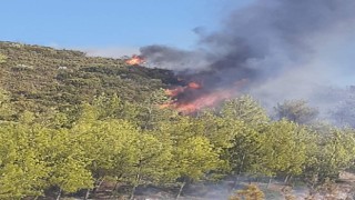 Milas’ın Gürçamlar Mahallesi’nde yangın.