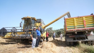 Milas Belediyesi Buğday ve Tritikale Hasadı Gerçekleştirdi