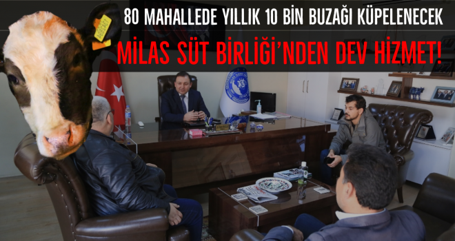 Milas Süt Birliği’nden 80 mahallede ücretsiz küpeleme hizmeti!