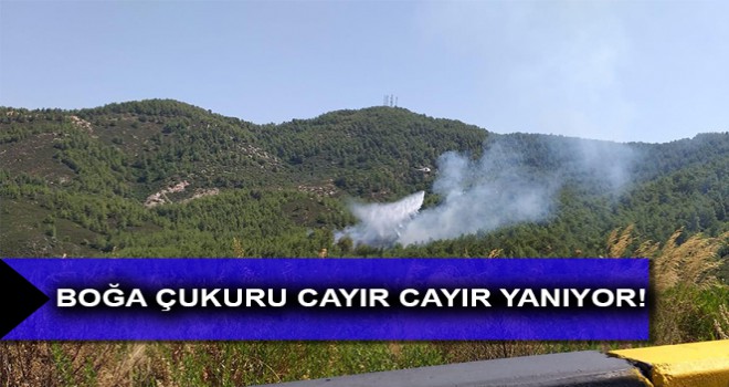 BOĞA ÇUKURU CAYIR CAYIR YANIYOR!