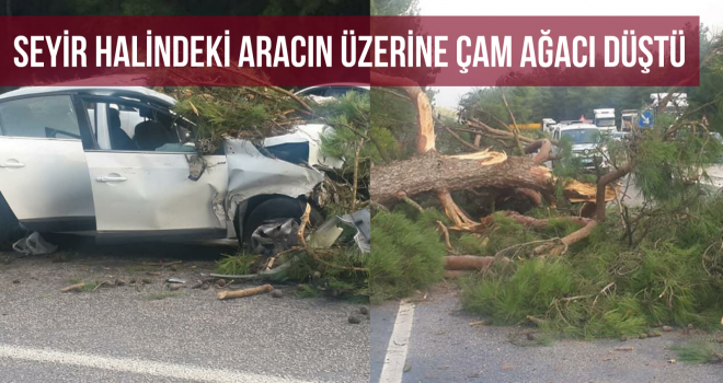 SEYİR HALİNDEKİ ARACIN ÜZERİNE ÇAM AĞACI DÜŞTÜ