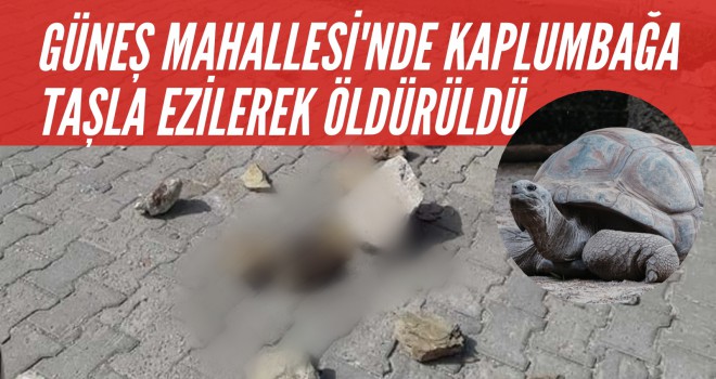 GÜNEŞ MAHALLESİ'NDE KAPLUMBAĞA TAŞLA EZİLEREK ÖLDÜRÜLDÜ