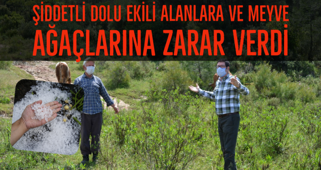 ŞİDDETLİ DOLU EKİLİ ALANLARA VE MEYVE AĞAÇLARINA ZARAR VERDİ