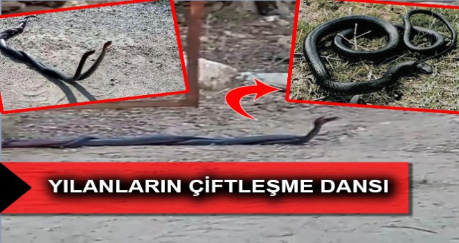 YILANLARIN ÇİFTLEŞME DANSI